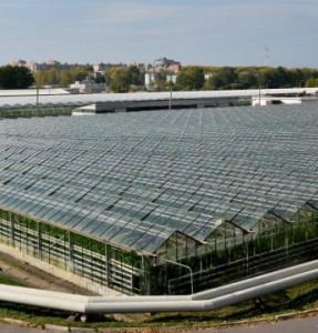 СХПК «Комбинат «Тепличный».